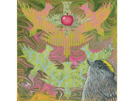 Crowned Sparrow fine art giclee print