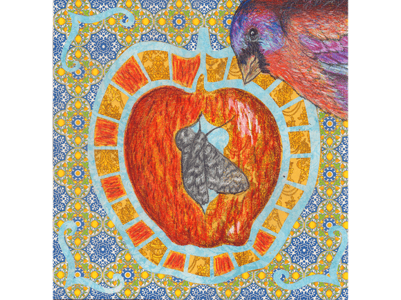 Varied Bunting fine art giclee print