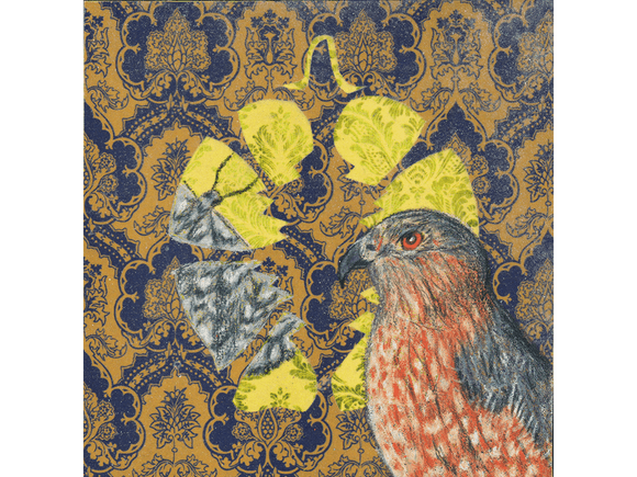 Cooper&#x27;s Hawk fine art giclee print