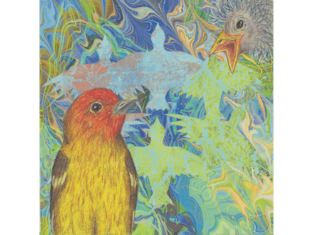 Concerned Tanager Fine Art Print