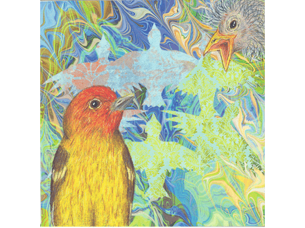 Concerned Tanager Fine Art Print
