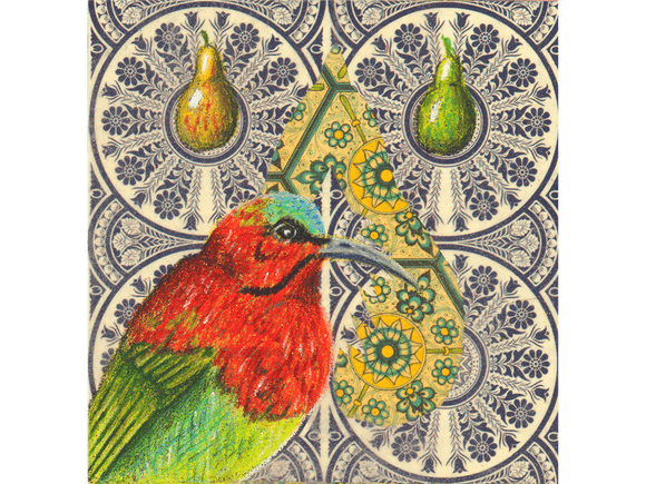 Crimson Sunbird fine art giclee print