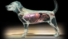 The Glass Dog: Thorax and Abdomen
