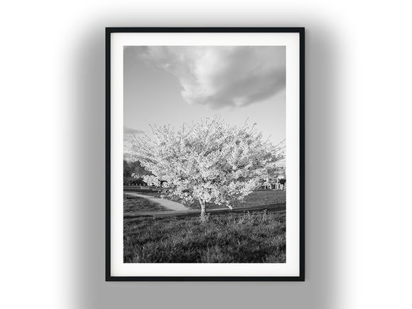 Blossoming Tree in a Spring Park Black and White Photo Digital Download