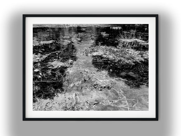 Wild Ducks Swimming Across a Wetland Pond Black And White Photo Digital Download