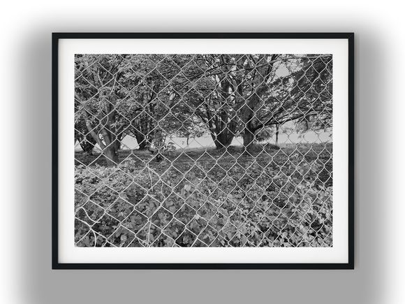 Park Trees Behind Chain Link Fence Black And White Photo Digital Download
