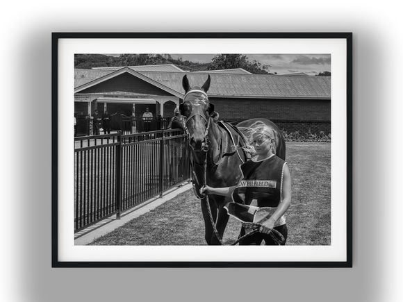 Strapped Racehorse Led by Handler at Trentham Black And White Photo Digital Download
