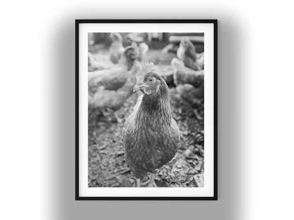 Close-Up Portrait of a Farmyard Hen Black And White Photo Digital Download