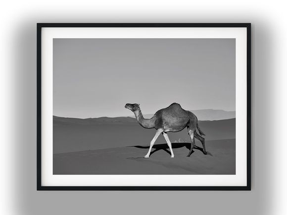 Solitary Dromedary Camel Walking Across Sand Dunes Black and White Photo Digital Download