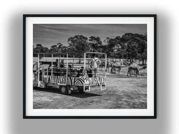 Tourists on Safari Truck Viewing Camels Black and White Photo Digital Download