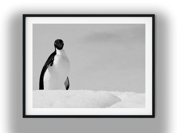 Curious Adélie Penguin Standing on Ice Ridge Black and White Photo Digital Download