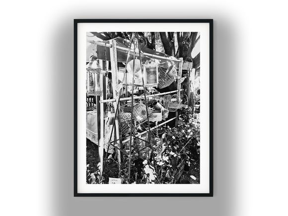 Rustic Garden Decor and Plant Market Stall Black And White Photo Digital Download