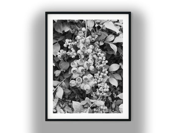 Fresh Blueberries Ripening on the Bush Black And White Photo Digital Download