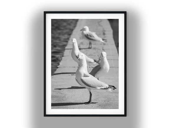 Seagulls Gathered Along a Sunlit Pier Ledge Black and White Photo Digital Download