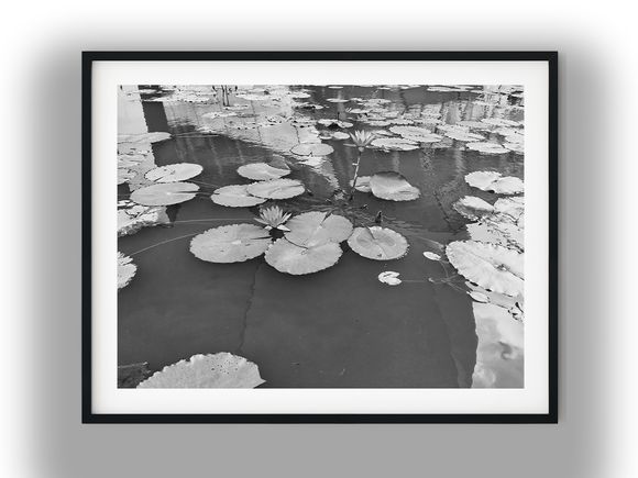 Blooming Water Lilies Floating on Pond Water Black and White Photo Digital Download