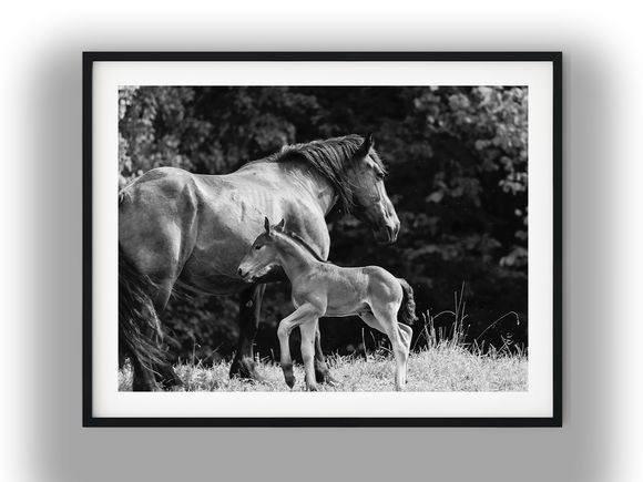 Mare and Young Foal in Grassy Meadow Black And White Photo Digital Download