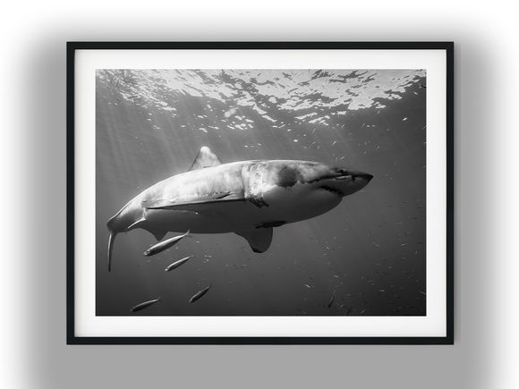 Great White Shark Swimming Beneath Sunlit Waters Black And White Photo Digital Download