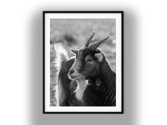 Sunlit Horned Billy Goat Portrait Black and White Photo Digital Download