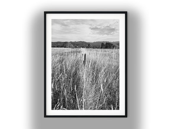 Grassy Meadow Fence Line in Silverstream Black and White Photo Digital Download