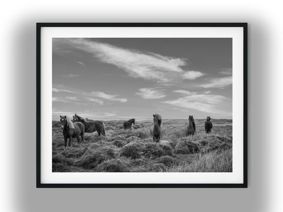 Herd of Wild Horses in Open Grassland Black And White Photo Digital Download