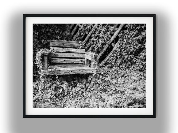 Weathered Wooden Garden Bench Overgrown With Ivy Black And White Photo Digital Download