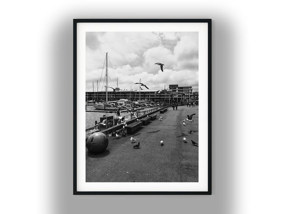 Seagulls Along the Chaffers Marina Waterfront Black And White Photo Digital Download