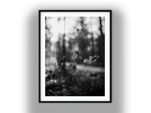 Falling Leaves in a Sunlit Forest Black And White Photo Digital Download
