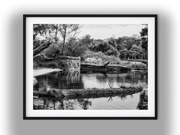 Fallen Logs in a Forest River Pool Black and White Photo Digital Download