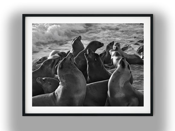 Sea Lions Gathering Along the Ocean Shore Black And White Photo Digital Download