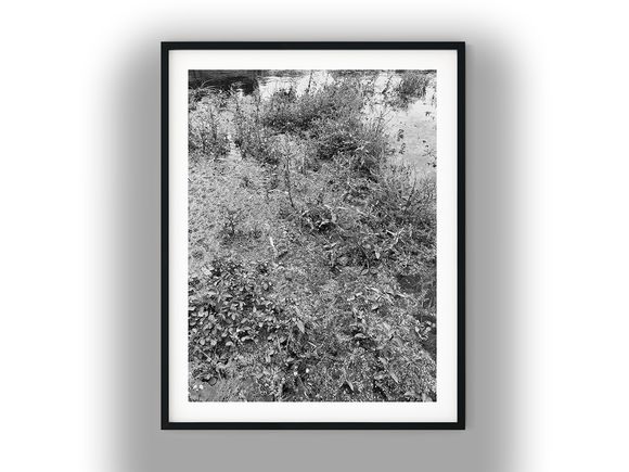 Dense Aquatic Vegetation Along Pond Edge Black And White Photo Digital Download