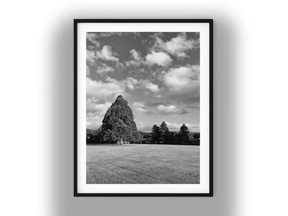 Trentham Memorial Park Field and Towering Trees Black And White Photo Digital Download