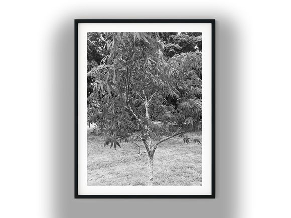 Young Japanese Maple Tree in Garden Black And White Photo Digital Download
