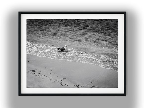 Seagull Standing in Shallow Beach Waves Black And White Photo Digital Download