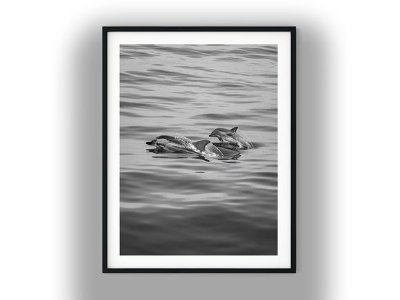 Two Dolphins Breaching Calm Ocean Waters Black And White Photo Digital Download