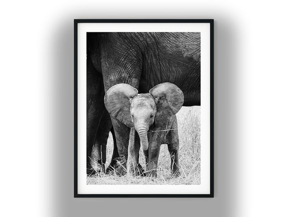 Baby Elephant Sheltered by Mother's Legs Black and White Photo Digital Download