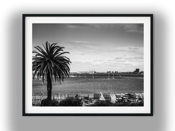 Palm Tree Overlooking St Kilda Harbor Black and White Photo Digital Download