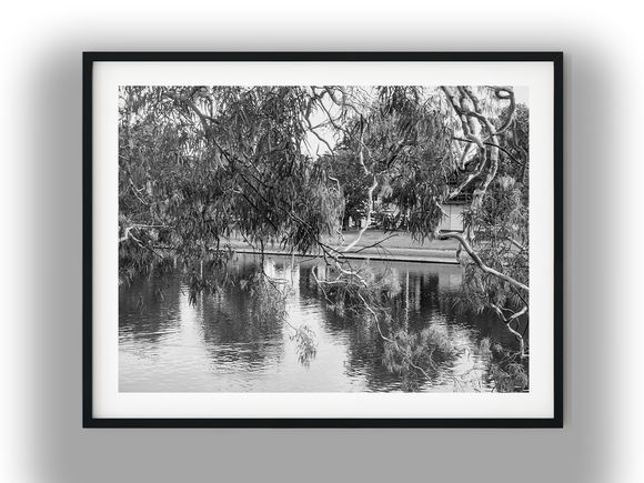 Eucalyptus Branches Framing Calm Yarra River Waters Black And White Photo Digital Download