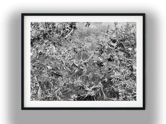 Submerged Aquatic Plants in Shallow Pond Water Black And White Photo Digital Download
