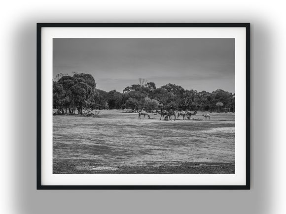 Camels Grazing Across an Open Field Black and White Photo Digital Download