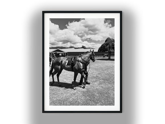Racehorse in Parade Ring at Trentham Racecourse Black And White Photo Digital Download