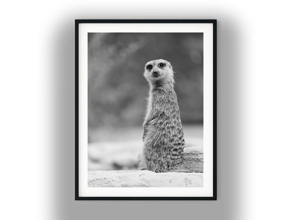 Alert Meerkat Standing on Guard Black and White Photo Digital Download