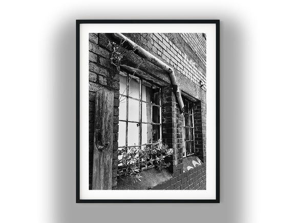 Plants Growing Through Broken Industrial Windows Black And White Photo Digital Download