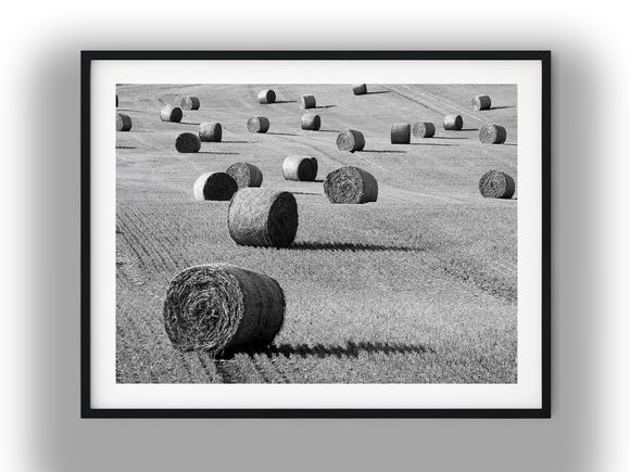 Round Hay Bales Scattered Across Rolling Farmland Black And White Photo Digital Download