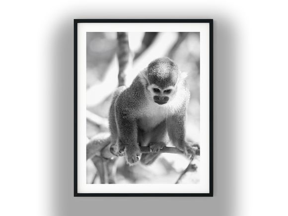 Squirrel Monkey Black and White Photo Digital Download