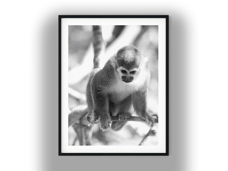Squirrel Monkey Black and White Photo Digital Download