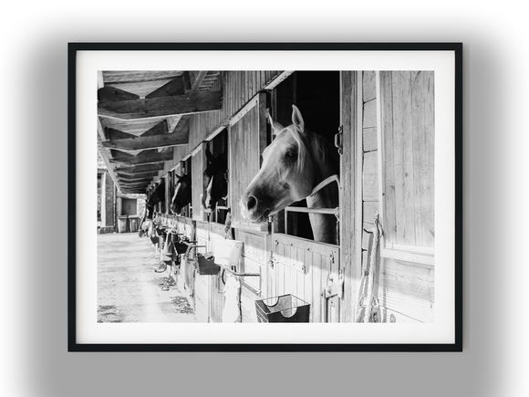 Horses Peeking from Rustic Wooden Barn Stalls Black And White Photo Digital Download