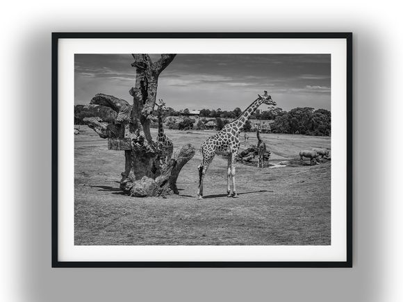 Giraffes by a Weathered Savanna Tree Black and White Photo Digital Download