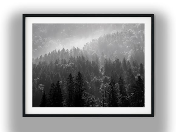 Morning Mist Over Dense Pine Forest Black and White Photo Digital Download