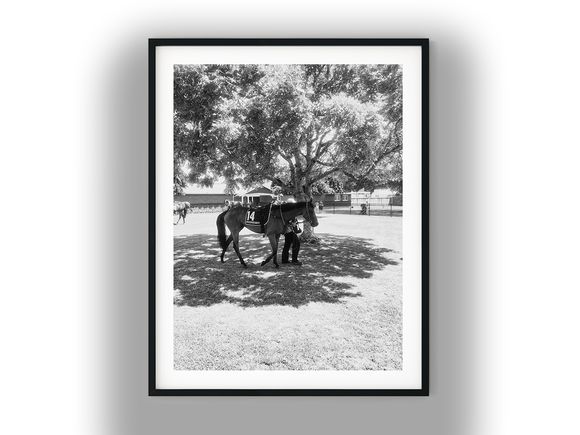 Racehorse Led Under Tree at Racecourse Black And White Photo Digital Download