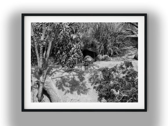Meerkat Resting on a Rocky Ledge Near Burrow Black and White Photo Digital Download